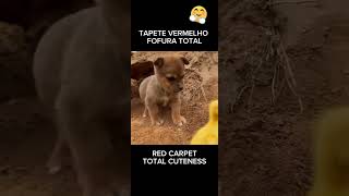 4 Fofuras Cachoros Filhotes 4 cuties dogs cachorrosfofos pets funnyanimal [upl. by Vivl]