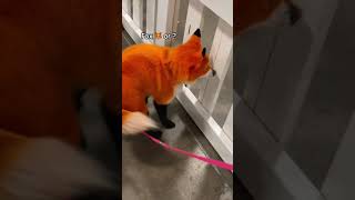 Dog is dyed to look like a fox using pet safe dye [upl. by Adal863]