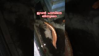 അരോവാനയും പാമ്പും🐍🐠 Snake found inside the fish tank urbansnakelife sarpa snakerescue [upl. by Aineg]