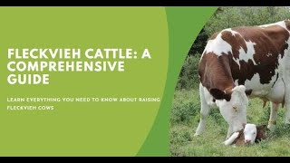 Fleckvieh Cattle A Comprehensive Guide for Farmers [upl. by Felix]