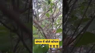 Jungle me bole koyal ku ku 🥹😱comedy creative shorts youyubeshort [upl. by Vaish500]