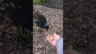 Hand feeding the friendly moorhen again [upl. by Kronick]