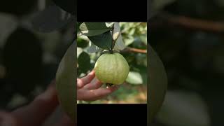 Guava fruit harvest fruit farm fresh harvesting video satisfying agriculture shorts [upl. by Evanthe]