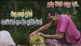 Prastha Pirulu Janakatha  වැල කාලා පුළුන් කොට්ටෙන් අත පිහ දැම්මා වගේ [upl. by Norreht]