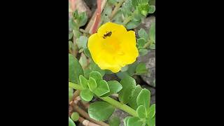 Stingless Bee on Flower insects nature [upl. by Meehar]