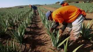 Aloe Vera America Plantations Tour [upl. by Reitrac]