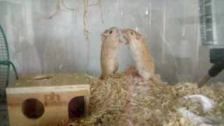 My gerbils fighting [upl. by Nnairb]