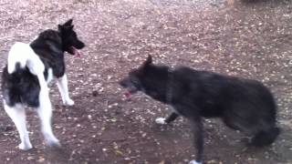 Akita and wolf hybrid playing [upl. by Attenweiler]