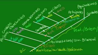 Filogenia do reino animal  Parte 2  Zoologia  Biologia [upl. by Ab]