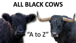 All Black Cow Breeds  Black Cattle  Black Cow  Black Bull [upl. by Hoj]