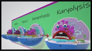 Pyknosis vs Karyorrhexis vs Karyolysis [upl. by Auvil]