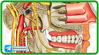 Cervical part of sympathetic trunk Anatomy Animation [upl. by Trueblood113]