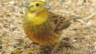 Yellowhammer [upl. by Mahoney]