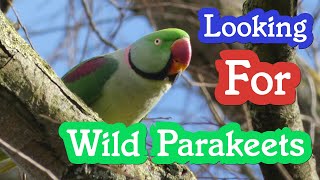 I was told of Parakeet sightings at a local park [upl. by Bodrogi]