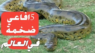 اكبر 5 أفاعي في العالم لن تصدق كم يبلغ طولها [upl. by Sucramraj]