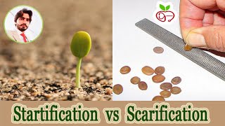 Startification vs Scarification  Difference Between Startification and Scarification [upl. by Enitsuj]