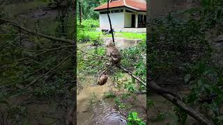 Baby swing on the tree cutemonkey cutemonkeyvideos babymonkey [upl. by Ruhtracam198]