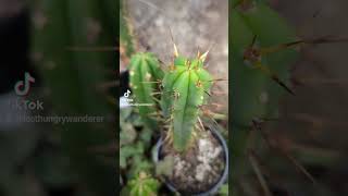 Trichocereus tips trichocereus cactusplant plants cacti garden garden gardening [upl. by Maclean]