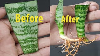 Easy Way To Propagation Snake Plant By Leaf Cuttings with SandShorts [upl. by Ahsikram]