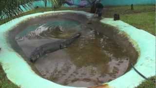 How captivity killed Lolong [upl. by Harris]