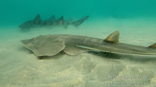 HDObservations  Shovelnose Guitarfish 4K UHD [upl. by Cataldo]