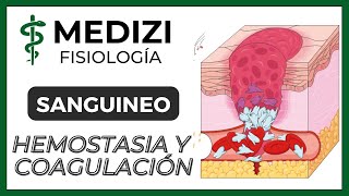 Clase 36 Fisiología Sanguínea  Hemostasia y coagulación Plaquetas IGdoctorpaiva [upl. by Robillard]