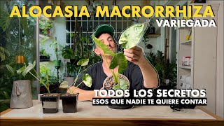 Alocasia macrorrhiza variegada los detalles que los vendedores de plantas no quieren que sepas [upl. by Imalda]