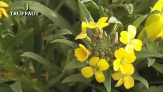 Les plantes bisannuelles fleurir son jardin et sa terrasse  Truffaut [upl. by Ardnahc]