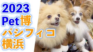 【ペット博2023】in横浜 新年から楽しんで、爆買いしてと内容盛りだくさんのイベント‼️ ＃犬イベント＃パピヨン＃ポメラニアン [upl. by Ahsenrad]