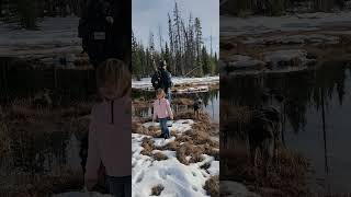 AUSSIE PUPS  NOKI AND NAULI NAJA australianshepherds toddlers fishing nature water mountains [upl. by Nirb]