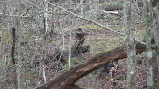 2019 West Virginia Turkey Hunt Pt 1 [upl. by Glory]