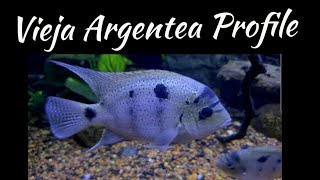 All I know about Vieja Argentea A very awesome cichlid [upl. by Naples]