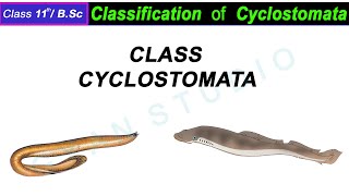 Classification of Cyclostomata I class cyclostomata classification in hindi [upl. by Ofella]