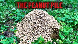 We Left a PILE OF PEANUTS in the Woods Heres what happened Trail Camera The Peanut Pile [upl. by Servais]