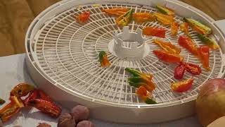 Drying Ghost Peppers [upl. by Llemart]