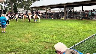 Chincoteague Pony Drill Team [upl. by Cohla]