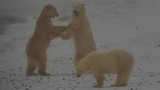 Three male polar bears are joking at Polar Bear Tundra BuggyPolar Bears International  exploreorg [upl. by Sloane]