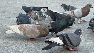 Beautiful Dove Feeding and Flying in Garden [upl. by Wait]