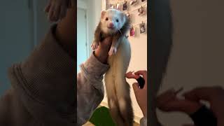 5 Things These Ferrets Are Obsessed With  The Dodo thedodoanimals dodoanimals [upl. by Yelsa]