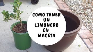 Como tener un limonero en maceta [upl. by Ares]