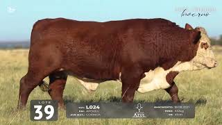 LOTE 39 TAT L024 Braford [upl. by Purse883]