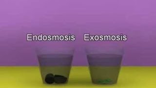 Process of Endosmosis and exosmosis [upl. by Aynwat]