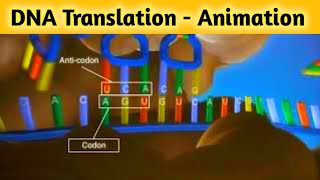 Translation 3D Animation In Hindi  अनुवाद की प्रक्रिया  Class 12 Biology  sciencevigyan [upl. by Neidhardt]