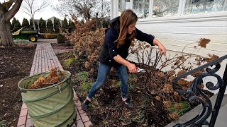 Pruning Panicle amp Smooth Hydrangeas  Pink Mink Clematis ✂️✂️✂️  Garden Answer [upl. by Amikat491]