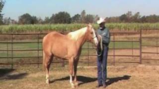 Teaching a Horse to Turn for Showmanship provided by eXtension [upl. by Atniuqal573]