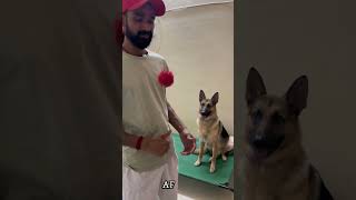 Gsd training results germanshepherd dogtraining monomarkk9 trendingshorts ytshorts [upl. by Pavior750]