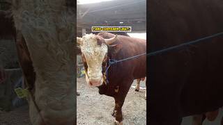 TERNYATA SECAPEK INI GEMUKIN SAPI ‼️😨 fypシ゚viral cow sapijumbo [upl. by Treacy]