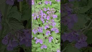 Catmint Flowers  NJ [upl. by Rehportsirhc]