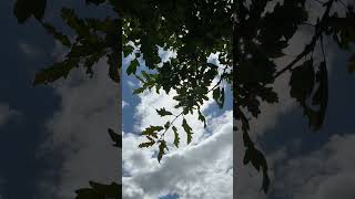 Sessile oak  branches twigs amp leaves in the sun  July 2024 [upl. by Cohette]