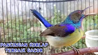 kolibri kelapa  manggar  wiceh  pancingan korlap terbaik gacor bukpar buktikan untuk burung bahan [upl. by Hgielrak154]